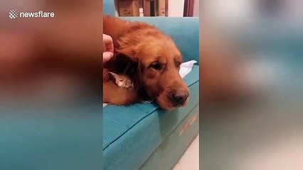 Un chaton s'est caché derrière l'oreille d'un chien