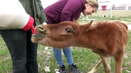 Yaralı yılkı atı yavrusu tedavi altına alındı - AFYONKARAHİSAR
