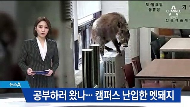 연세대 원주캠퍼스 난입한 멧돼지…1시간 만에 사살