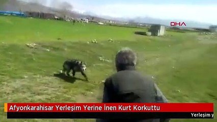 Afyonkarahisar Yerleşim Yerine İnen Kurt Korkuttu