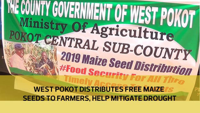 West Pokot distributes free maize seeds to farmers to help mitigate drought
