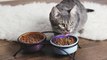 Cómo cambiar la alimentación de mi gato