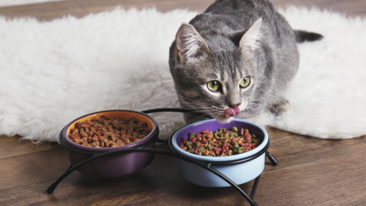 Cómo cambiar la alimentación de mi gato