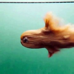 Quand un chien entre dans la mer, voici ce que ça donne. Extraordinaire !
