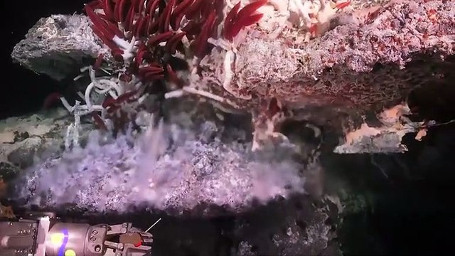 Spectacular 'Mirror Pools' and New Species Discovered During Deep-Sea Expedition in Gulf of California
