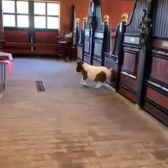 Un petit cheval danse le moonwalk. Trop drôle !