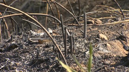 밭에서 시작된 불...20만㎡ 산림 잿더미 / YTN