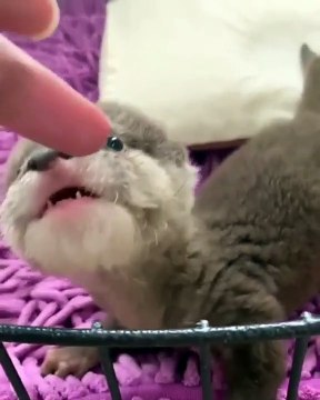 Un bébé loutre trop mignon adore sucer les doigts. Adorable !