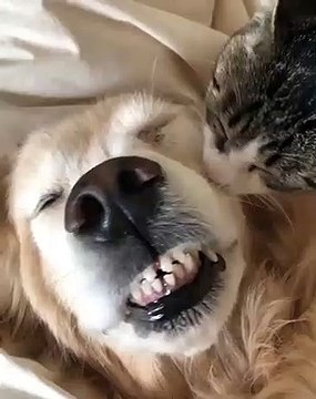 Quand chien et chat sont amis, voici ce que ça donne. Trop beau !