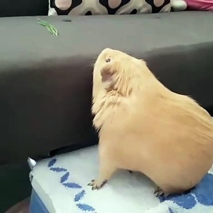 Ce cochon d'Inde essaie de monter sur le fauteuil tout seul. A mourir de rire !