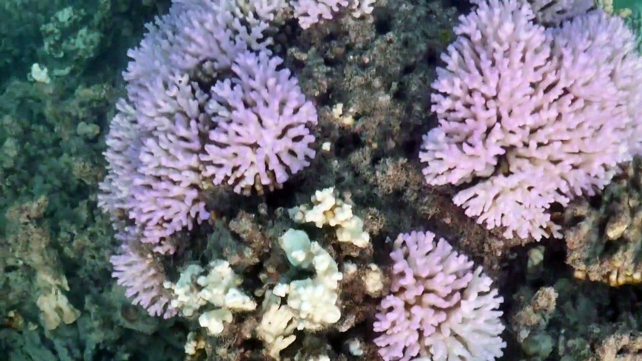 Branqueamento atinge corais ao sul do planeta