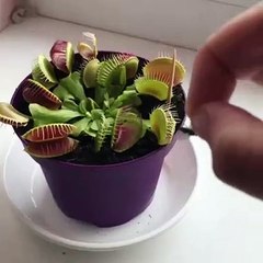 Ce qu'il y a dans ce pot de fleur est surprenant. Regardez !