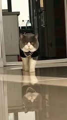 The cat walks just like a boss,majesric-looking.