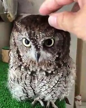 Vous devez absolument voir la réaction de ce hibou quand on le caresse. Craquant !