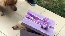 Quand une chienne découvre un cadeau pas comme les autres. Émouvant !