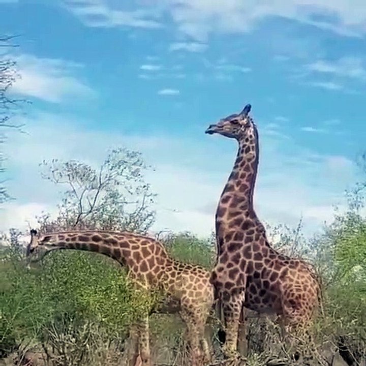 Cette girafe va se prendre un gros râteau. Trop drôle !
