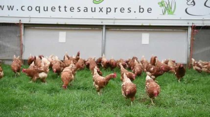 Sprimont : un poulallier mobile