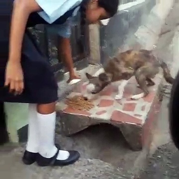 Le geste de cette petite fille pour un chien sans abris est très touchant !!
