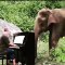 Paul Barton joue Debussy 'Clair de Lune' au piano pour un éléphant de 80 ans.‌ Apaisant !