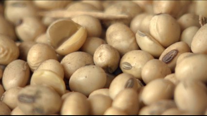 Brazil soy farmers fear end of US-China trade war