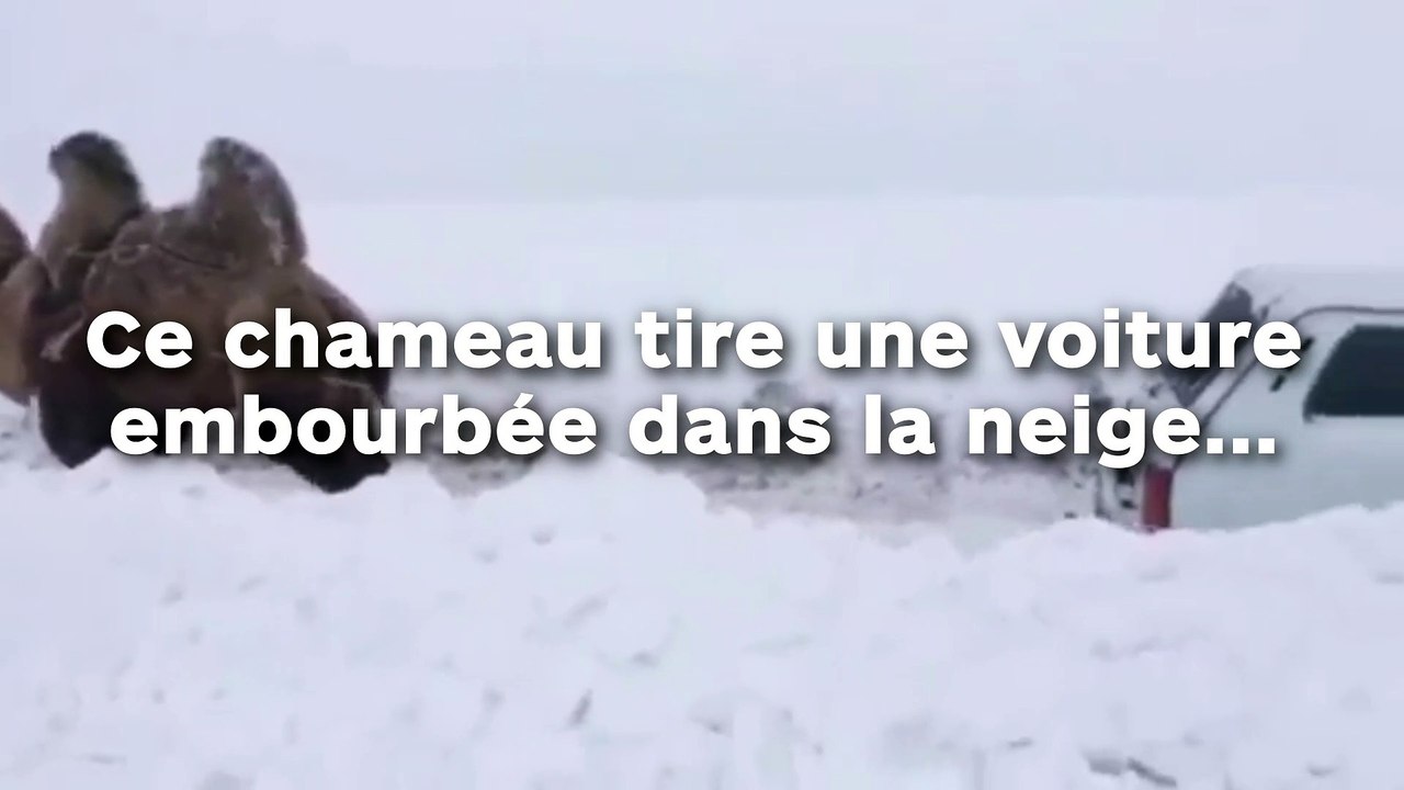 Ce chameau tire un véhicule embourbé dans la ne...