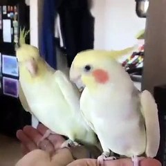 Cette perruche chante mieux que la plupart des humains. Hallucinant !