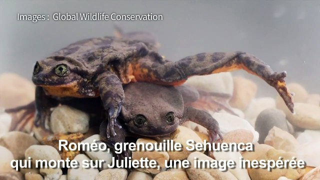 Des amphibiens d'une espèce en danger se sont mis en couple