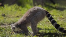You Can Do Outdoor Yoga With Lemurs at This Hotel in England