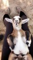 Baby Nigerian Dwarf Goat Napping