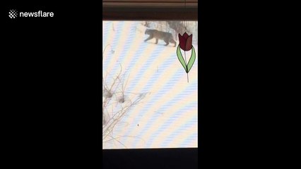 Vermont man films predatory bobcat prowling his backyard