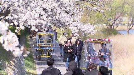 [영상] 바다·호수·벚꽃...경포호의 봄으로 초대 / YTN