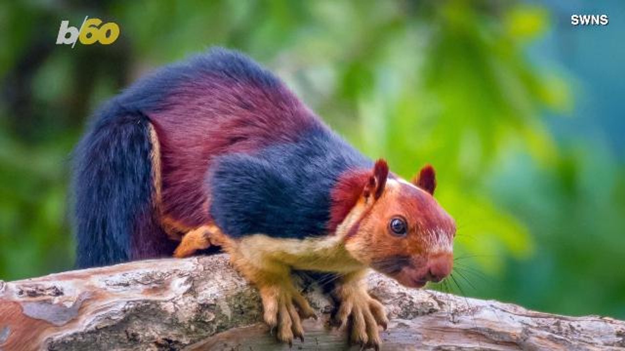 Giant Squirrels, OH MY! Photographer Snaps Phot...