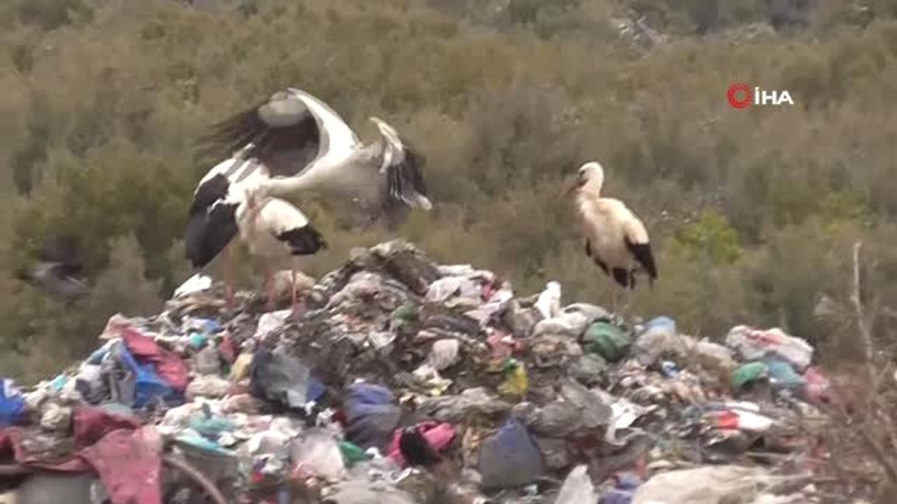 Kuş Sürüleri ve Sokak Hayvanları Çöplüğü Mesken Tuttu