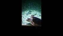 Tortue dans son aquarium