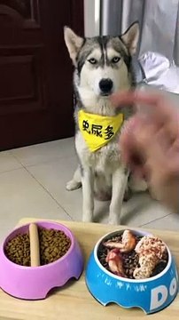 Faire un poisson d'avril à son chien