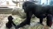 Ce bébé gorille vient faire un bisou à maman... Craquant