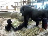 Ce bébé gorille vient faire un bisou à maman... Craquant