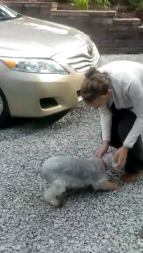 Ce chien fait un malaise en retrouvant sa maitresse après 2 ans de séparation. Trop d'émotion