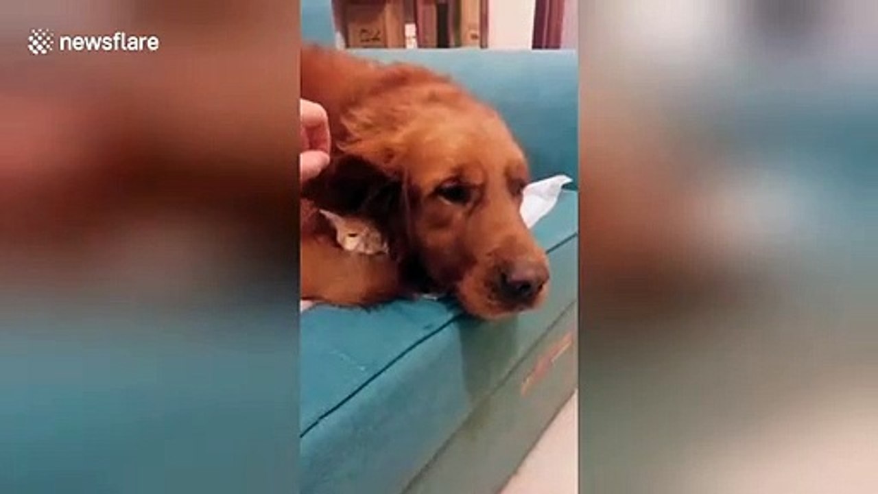 Regardez ce qui se cache derrière l'oreille de ce chien... Trop mignon