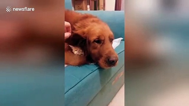 Regardez ce qui se cache derrière l'oreille de ce chien... Trop mignon