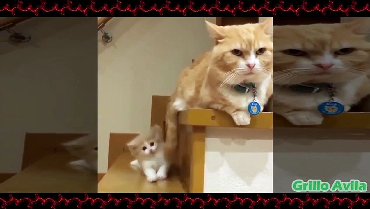 Animales Divertidos