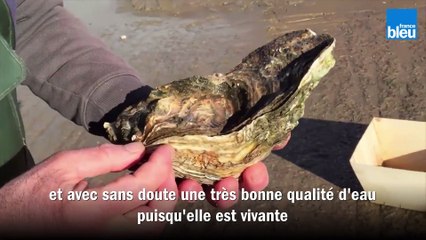 Une huître oubliée pendant 30 ans dans un parc ostréicole en Vendée