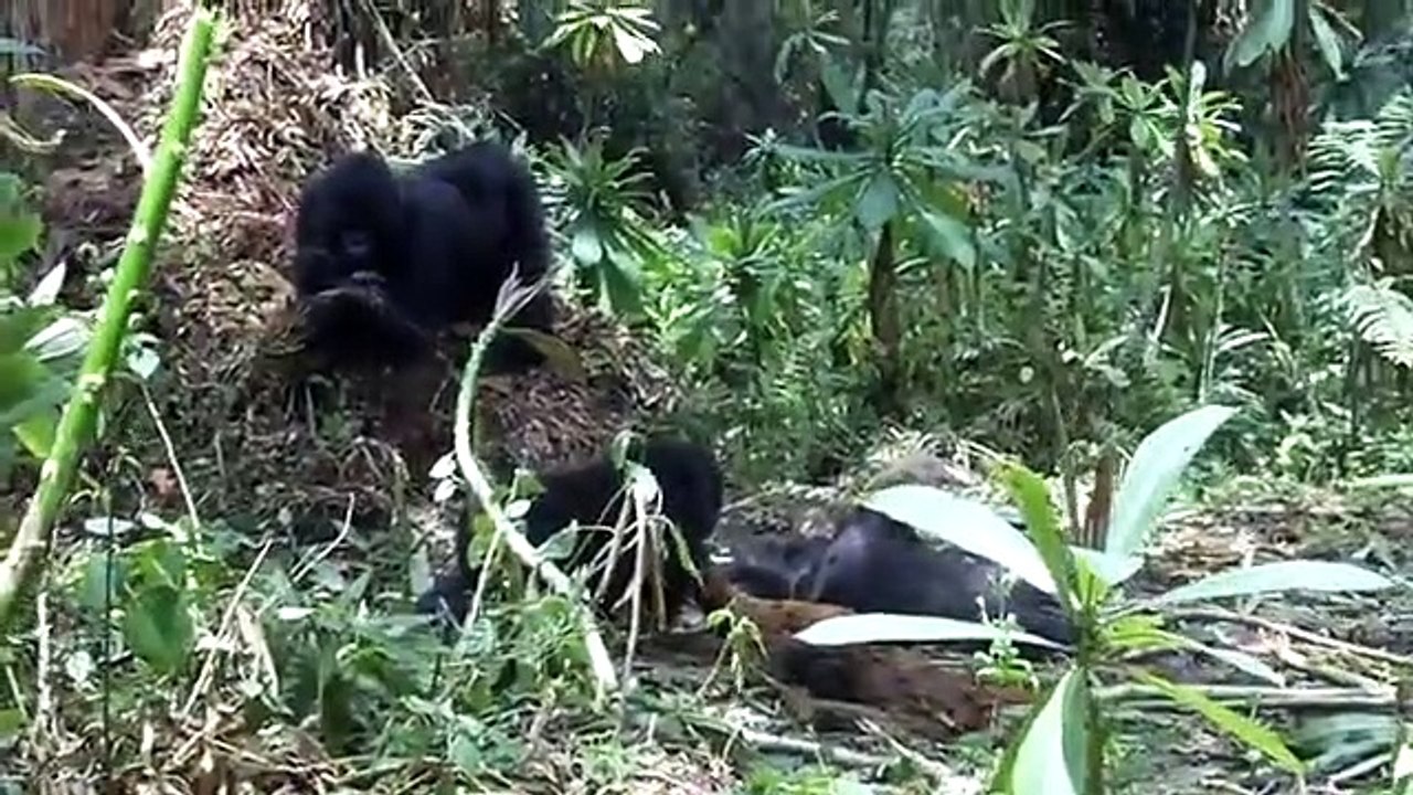 Juvenile Mountain Gorilla Grooms Body