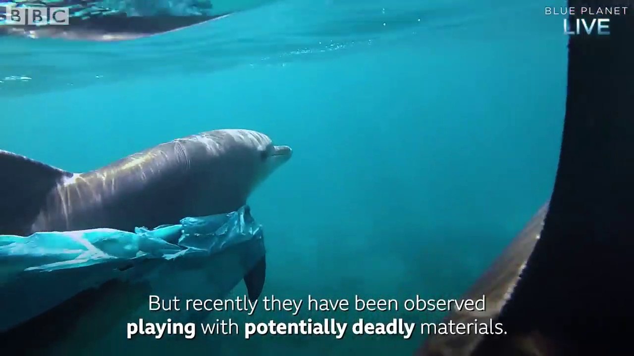 Dolphins Playing with Plastic Bags  Blue Planet Live  BBC Earth