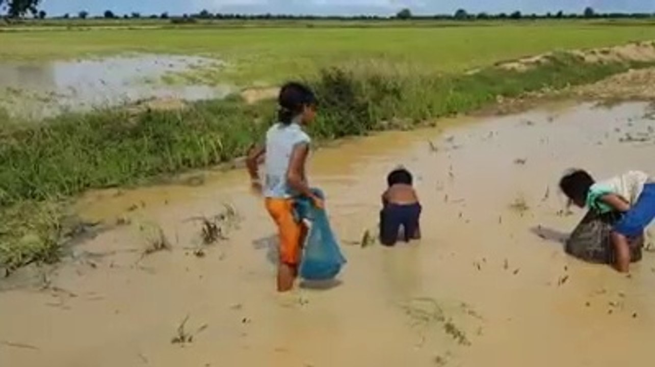 Brave Little Kids Catch Big Snake in Water While Looking for Snails