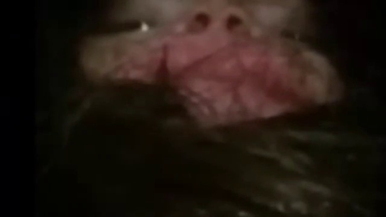 6 Mutant Chernobyl Animals Captured in Camera . 6 Animales Mutantes de Chernobyl Captados en Cámara