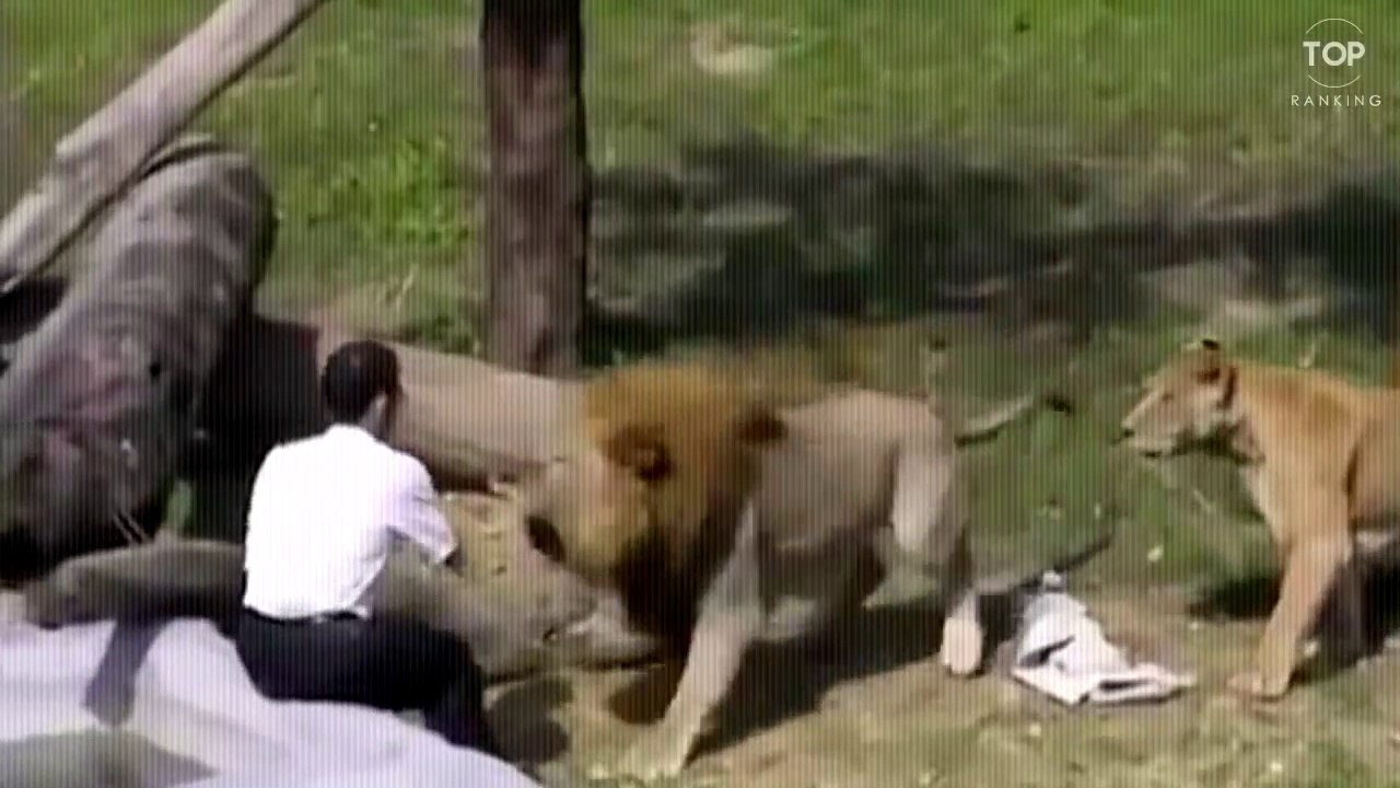 7 Increíbles Ataques De Animales Captados En Cámara