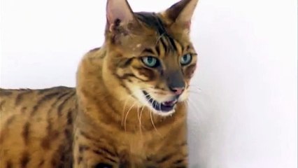 【바카라폰배팅사이트】 배터리게임【♨『『H H T 7 9 7、CㅇM』』♨】【생방송바카라주소】바카라폰배팅사이트 ♨『『H H T 7 9 7、CㅇM』』♨ 슬롯머신사이트