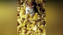The most VIRAL cats of this month  The BEST CAT VIDEO  Compilation Funny cats