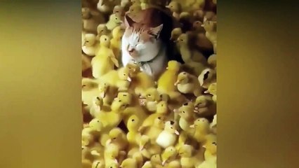 The most VIRAL cats of this month  The BEST CAT VIDEO  Compilation Funny cats